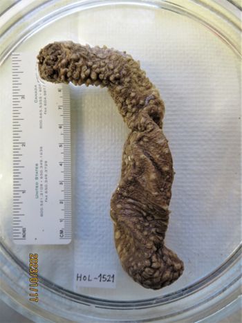 Media type: image;   Invertebrate Zoology HOL-1521 Description: Preserved specimen.;